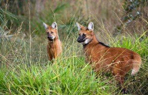 loboguara-300x194 loboguara