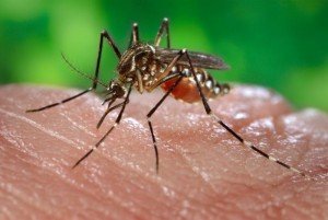 aedes-aegypti-mosquito-300x201 aedes-aegypti-mosquito