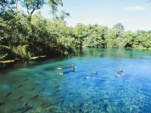 bonito-300x225 bonito