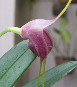 15255696410_da862a8324_b-267x300 15255696410_da862a8324_b