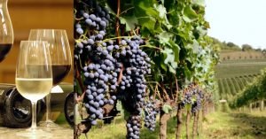 vinho-1-300x157 vinho-1