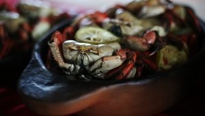 01_08_17_caranguejo-300x170 01_08_17_caranguejo