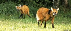 loboguara-300x132 loboguara