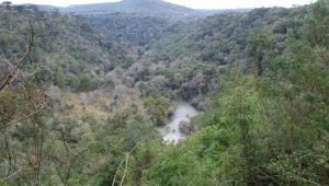 parna_araucarias-300x170 