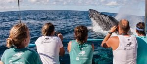 ongbaleiajubarte-300x132 ongbaleiajubarte