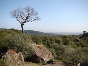 flonaipanema-300x225 flonaipanema