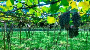 marialva-300x169 marialva