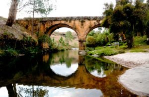 palmeira-300x195 palmeira