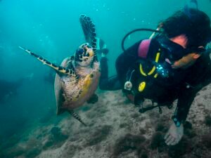 mergulho-2-Padi-Davi-Sectur-Ilhabela-300x225 Padi Davi/Sectur Ilhabela