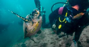 Padi Davi/Sectur Ilhabela