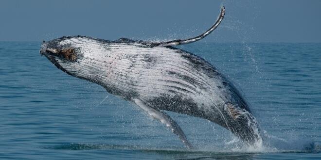 ©Projetobaleiaavista/ Julio Cardoso