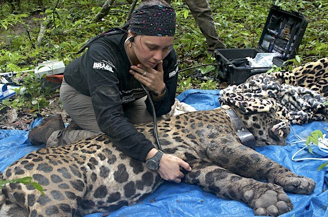 Foto: Emiliano Ramalho - Instituto Mamirauá