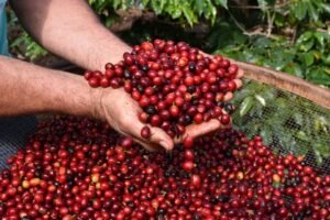 f3343-300x200 Gerson Cordeiro | Videograph