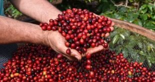 Gerson Cordeiro | Videograph