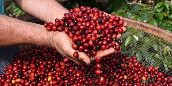 Gerson Cordeiro | Videograph