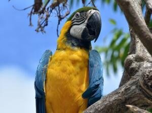 r3rr-300x224 Attractive Blue and Gold Macaw In a Tree