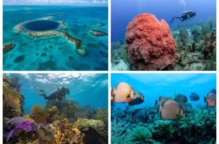 Com uma barreira de corais que se estende por praticamente toda a sua costa e três dos quatro atóis do hemisfério ocidental localizados em suas águas, Belize se consolidou como um dos principais destinos de mergulho do mundo. É nesse cenário que ocorre o Beyond Blue (22 a 25 de abril), encontro exclusivo que reúne mergulhadores de diferentes partes do mundo para uma imersão em alguns dos cenários submarinos mais emblemáticos do destino. Ao longo da programação, os participantes exploram quatro pontos icônicos de Belize: o Great Blue Hole (Grande Buraco Azul), o naufrágio The Wit, no atol de Turneffe, a Reserva Marinha Hol Chan e o Canal Hol Chan. Cada um desses locais revela uma faceta distinta da riqueza marinha de Belize – desde formações geológicas impressionantes até ecossistemas vibrantes e cheios de biodiversidade –, ao mesmo tempo em que reforça o compromisso do país com a preservação e a gestão responsável de seus recursos naturais. Voltado a mergulhadores certificados (com nível mínimo Open Water Diver), profissionais do setor, criadores de conteúdo e defensores do turismo sustentável, o Beyond Blue foi desenhado para proporcionar uma experiência exclusiva e altamente qualificada. Com apenas 50 vagas, o encontro mantém um formato intimista, priorizando a personalização e a conexão entre os participantes. Durante os dias de programação, o evento combina mergulhos guiados nas manhãs em pontos estratégicos, com atividades especiais ao longo das tardes, incluindo sessões de mergulho profundo, palestras sobre conservação marinha e conversas com especialistas belizenhos, em uma proposta que une aventura, conhecimento e sustentabilidade. PONTOS DE MERGULHO Great Blue Hole Reconhecido mundialmente como um dos pontos de mergulho mais extraordinários do planeta, o Grande Buraco Azul é o marco submarino mais emblemático de Belize e faz parte do Sistema de Reservas da Barreira de Corais de Belize, declarado Patrimônio Mundial pela UNESCO. Esse enorme sumidouro marinho localizado no atol Lighthouse Reef alcança mais de 120 metros de profundidade em águas de azul intenso. Durante o mergulho, os visitantes descem por impressionantes paredes de calcário até antigas formações de estalactites e podem ter encontros com tubarões-de-recife. Mais do que um mergulho, é a experiência submarina que define Belize. Mais informações: https://belizeaudubon.org/bhnm/ Half Moon Caye Wall Localizado ao longo do atol Lighthouse Reef, o Half Moon Wall é conhecido por sua impressionante queda vertical e pelo vibrante ecossistema de recifes. Os mergulhadores exploram paredes íngremes cobertas por corais, com excelente visibilidade e encontros frequentes com tubarões-de-recife, raias-águia, tartarugas e cardumes de peixes tropicais. Trata-se de uma experiência dinâmica em mar aberto, frequentemente combinada com o mergulho no Blue Hole. Mais informações: https://www.padi.com/dive-site/belize/half-moon-wall/#overview The Wit – Atol Turneffe Localizado dentro da Reserva Marinha do Atol Turneffe, The Wit é um barco afundado propositalmente que hoje é reconhecido como um dos melhores pontos de mergulho em naufrágios em Belize. Descansando em águas cristalinas, a estrutura rapidamente se transformou em um vibrante recife artificial, atraindo diversas espécies de peixes e o crescimento de corais. O local também contribui para iniciativas de gestão marinha sustentável dentro do atol. Mais informações: https://visitturneffe.org/discover/the-best-wreck-dive-in-belize/ Reserva Marinha Hol Chan e Canal Hol Chan Criada em 1987 como a primeira reserva marinha de Belize, a Reserva Marinha Hol Chan protege recifes de coral, pradarias marinhas e habitats de manguezais próximos a Ambergris Caye. O Canal Hol Chan, cujo nome significa “pequeno canal” em maia, corta o recife e oferece uma das experiências de mergulho mais vibrantes do país, com tubarões-lixa, arraias, tartarugas e grandes concentrações de peixes de recife em águas claras e rasas. Mais informações: https://www.holchanmarinereserve.org/ Para chegar até Belize, a partir do Brasil, há voos da Copa Airlines via Panamá, onde é o hub da companhia. Já para quem for viajar a partir dos Estados Unidos, há voos via Miami e Dallas com a American Airlines, via Houston com a United Airlines e de Atlanta com a Delta Airlines. Para mais informações sobre o destino, visite o site: https://www.travelbelize.org/br/ ### SOBRE O BELIZE TOURISM BOARD (BTB) Órgão estatutário do Ministério do Turismo e Relações da Diáspora de Belize, o Belize Tourism Board trabalha em conjunto com membros do setor privado – incluindo a Associação de Hotéis de Belize, a Associação da Indústria de Turismo de Belize e a Associação Nacional de Operadores Turísticos de Belize. Dedica-se a construir o turismo da forma mais económica e ambientalmente sustentável. Como parte das suas responsabilidades, o BTB promove Belize como um destino turístico de primeira linha para consumidores nacionais e internacionais. Entre o seu alcance ao mercado de viagens internacional comercializa as atrações únicas do país para viajantes, membros da indústria de viagens e meios de comunicação nos principais mercados. Também se dedica a desenvolver e implementar programas de turismo que ajudarão a fortalecer e fazer crescer a indústria turística de Belize; promover uma boa administração do destino; e incutir padrões de alta qualidade para acomodações e experiências de viagem. Para obter mais informações sobre o BTB e seus serviços, visite o site. SOBRE A TM AMERICAS Divulgação/Belize Tourism Board